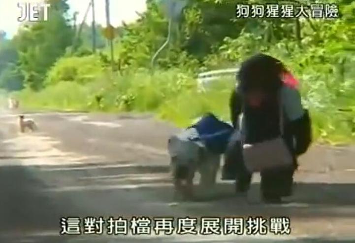《狗狗猩猩大冒险》宠物们的任务竟如此奇葩！哪里可以轻松观看？